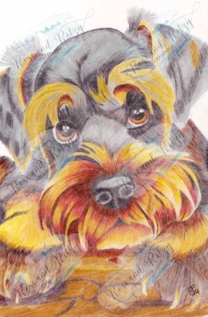 Schnauzzy by Rose Proffitt